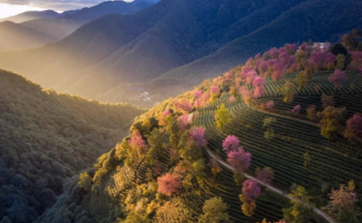 無(wú)量山櫻花谷門(mén)票多少 云南無(wú)量山的櫻花什么時(shí)候開(kāi)