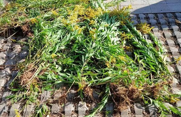 數百株“一枝黃花”現身龍鳳山公園