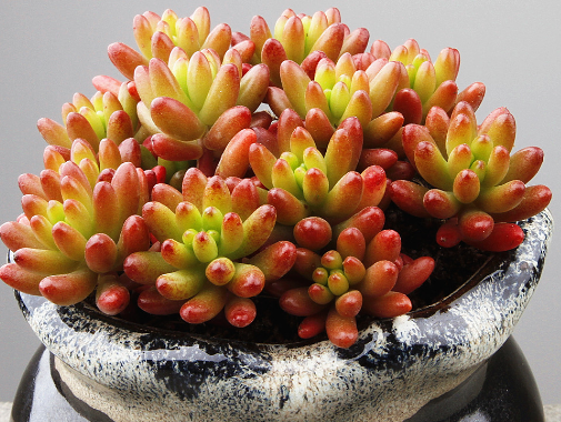 玉米石會(huì )開(kāi)花嗎 玉米石花期是啥時(shí)候1