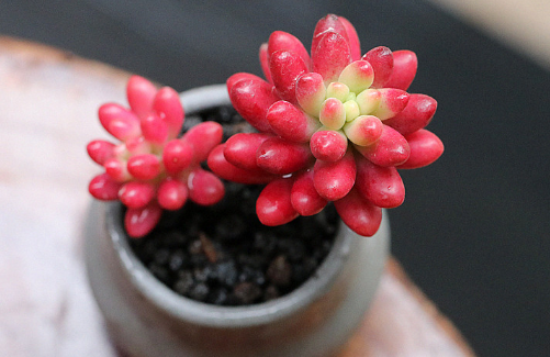 玉米石會(huì )開(kāi)花嗎 玉米石花期是啥時(shí)候2