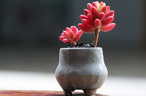 玉米石會(huì )開(kāi)花嗎 玉米石花期是啥時(shí)候3
